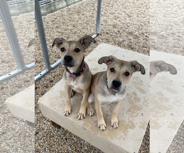 Medium Photo #2 Mutt Puppy For Sale in Jefferson, WI, USA