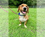 Small Basset Hound Mix