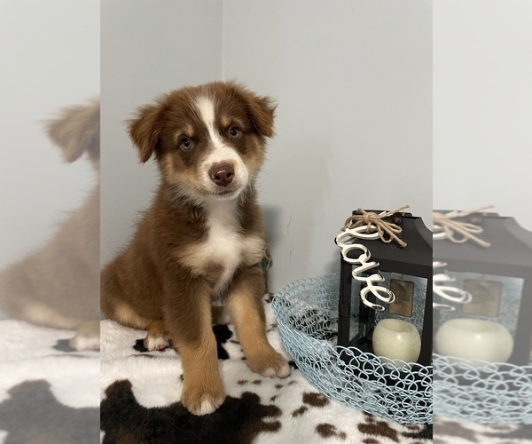 Medium Photo #5 Miniature Australian Shepherd Puppy For Sale in NOBLE, MO, USA