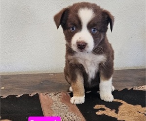 Miniature Australian Shepherd Puppy for sale in MILTON, WI, USA