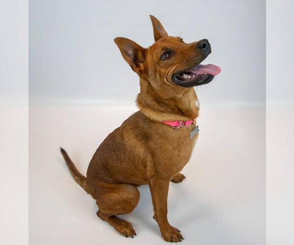 Medium Photo #2 Mutt Puppy For Sale in Kennesaw, GA, USA