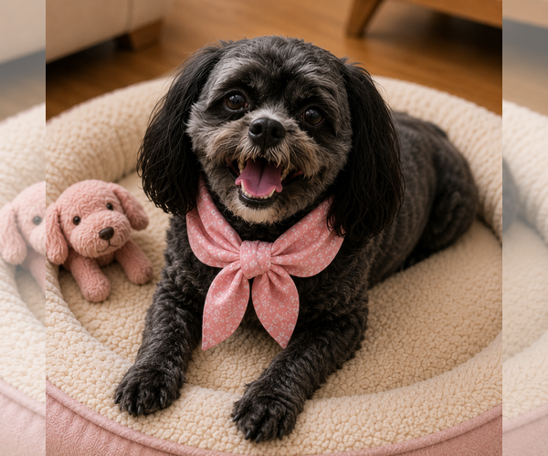 Medium Photo #2 Shih-Poo Puppy For Sale in McKinney, TX, USA