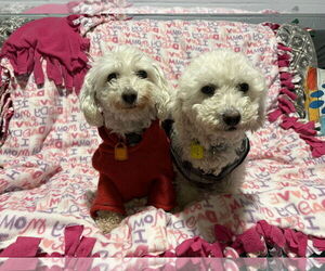 Bichon Frise Dogs for adoption in Mukwonago, WI, USA
