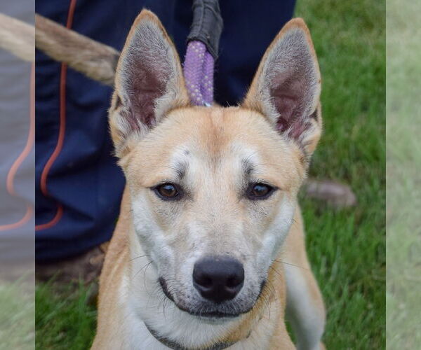 Medium Photo #2 Carolina Dog-Huskies  Mix Puppy For Sale in Huntley, IL, USA