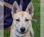 Small #1 Carolina Dog-Huskies  Mix