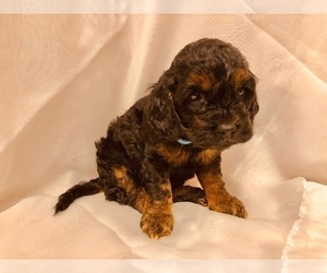 Cock-A-Poo Puppy for sale in NEW PARIS, IN, USA