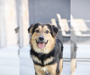 Australian Shepherd-Unknown Mix Dogs for adoption in Sandy, UT, USA