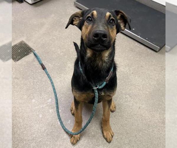 Medium Photo #1 German Shepherd Dog Puppy For Sale in HESPERIA, CA, USA