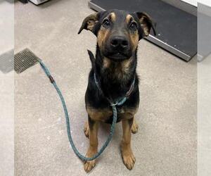 German Shepherd Dog Dogs for adoption in HESPERIA, CA, USA