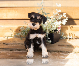 Medium Schnauzer (Miniature)