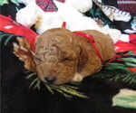 Puppy Connie Miniature Labradoodle