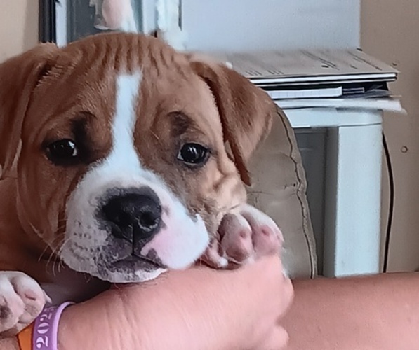 Medium Photo #1 American Bully Puppy For Sale in HARMON, IL, USA