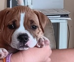 Puppy 4 American Bully