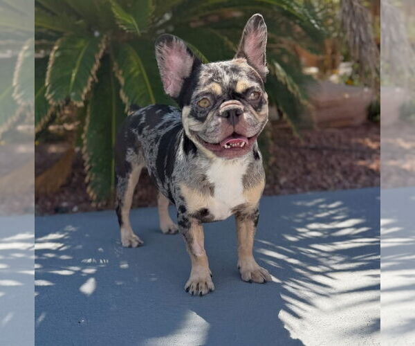 Medium Photo #2 French Bulldog Puppy For Sale in Las Vegas, NV, USA