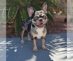 Small #1 French Bulldog