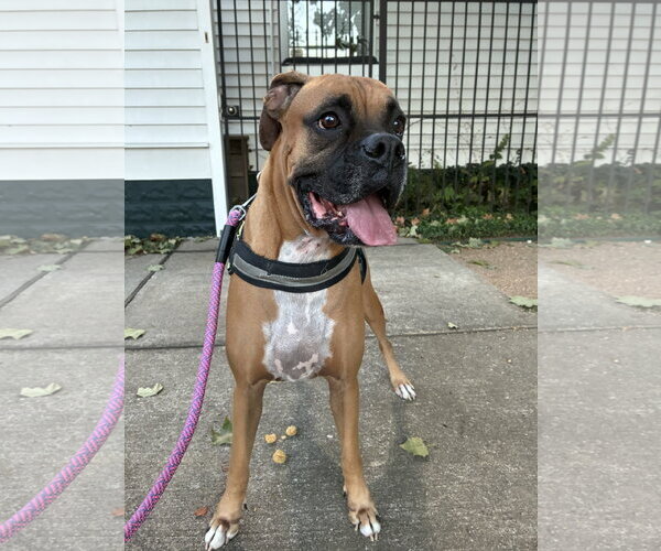Medium Photo #4 Boxer Puppy For Sale in  Katy, TX, USA