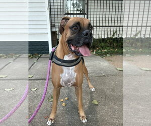 JAXON - Male Boxer Dog for Adoption - Photo #4