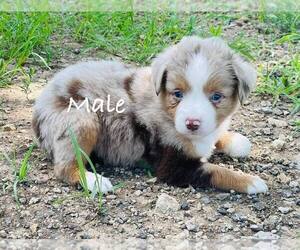 Miniature American Shepherd Puppy for sale in LAWRENCE, KS, USA