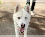 Small #1 Siberian Husky