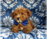 Small Photo #7 Poodle (Miniature) Puppy For Sale in KIRKWOOD, PA, USA