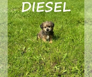 Shorkie Tzu Puppy for sale in HARTLAND, MN, USA