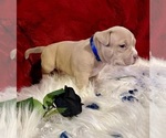 Small Photo #16 American Bully Puppy For Sale in Maple Ridge, British Columbia, Canada