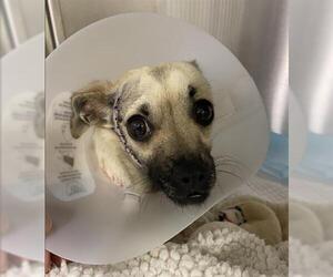 Chihuahua Dogs for adoption in San Martin, CA, USA