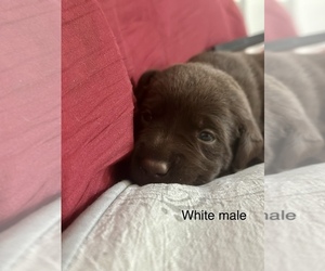 Labrador Retriever Puppy for sale in INVERNESS, FL, USA