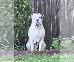 Small #7 American Bulldog-American Staffordshire Terrier Mix