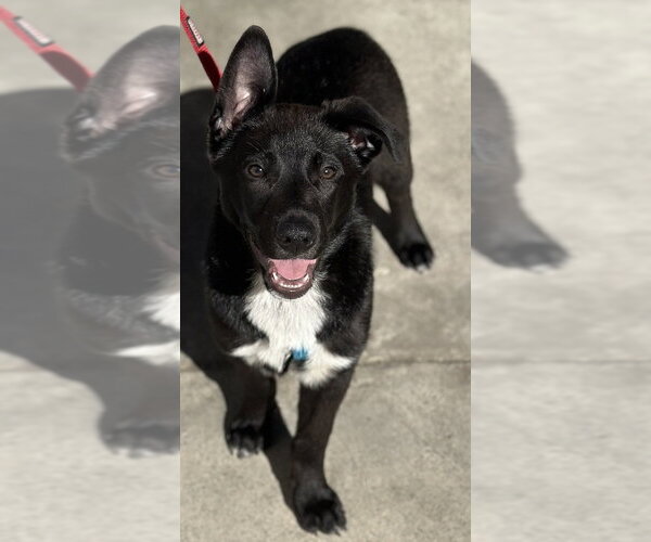 Medium Photo #4 Borador Puppy For Sale in Dana Point, CA, USA
