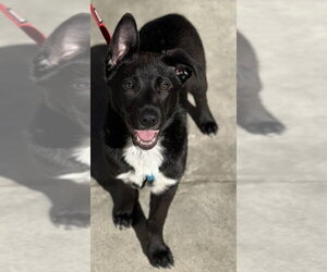 bodie - Male Borador Dog for Adoption - Photo #4