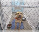 Small Photo #1 Labrador Retriever Puppy For Sale in Temple, TX, USA