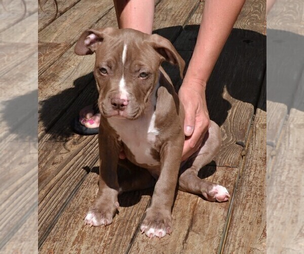 Medium Photo #6 American Bully Puppy For Sale in LENOIR CITY, TN, USA