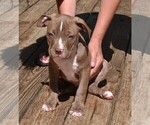 Small Photo #6 American Bully Puppy For Sale in LENOIR CITY, TN, USA