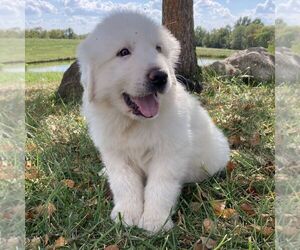 Great Pyrenees Puppy for sale in BRIGHTON, IA, USA