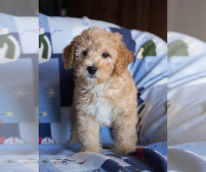 Goldendoodle Puppy for sale in MILWAUKEE, WI, USA