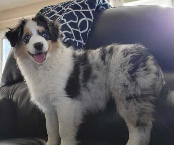 Medium Photo #3 Miniature Australian Shepherd Puppy For Sale in VERNONIA, OR, USA