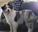 Small Photo #3 Miniature Australian Shepherd Puppy For Sale in VERNONIA, OR, USA