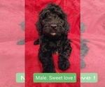 Small Photo #12 Double Doodle Puppy For Sale in LINCOLN, AL, USA