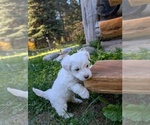 Small Photo #8 Aussiedoodle Miniature  Puppy For Sale in SPIRIT LAKE, ID, USA