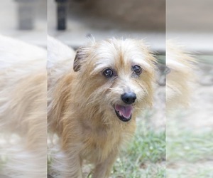 Mutt Dogs for adoption in Boonton, NJ, USA