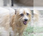 Small Mutt