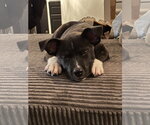Small #1 Mutt