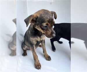 Chihuahua-Unknown Mix Dogs for adoption in Houston, TX, USA