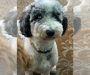 Mother of the Double Doodle puppies born on 10/05/2023