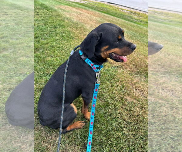 Medium Photo #5 Rottweiler Puppy For Sale in Hillsboro, NH, USA