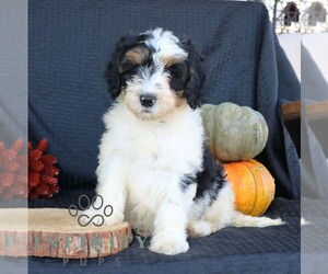 Bernedoodle (Miniature) Puppy for sale in EPHRATA, PA, USA