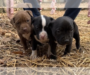 American Bulldog Puppy for sale in MACON, GA, USA