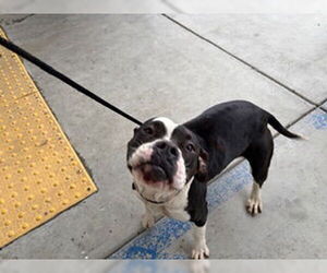 Mutt Dogs for adoption in Bakersfield, CA, USA