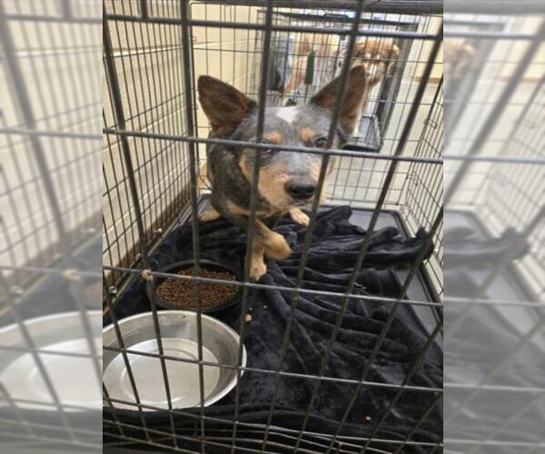 Medium Photo #1 Mutt Puppy For Sale in Texas City, TX, USA